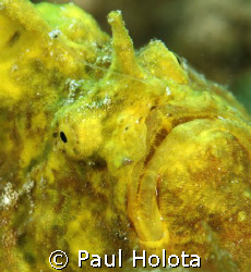 Frogfish face. Bonaire. Canon 400D 100mm. by Paul Holota 